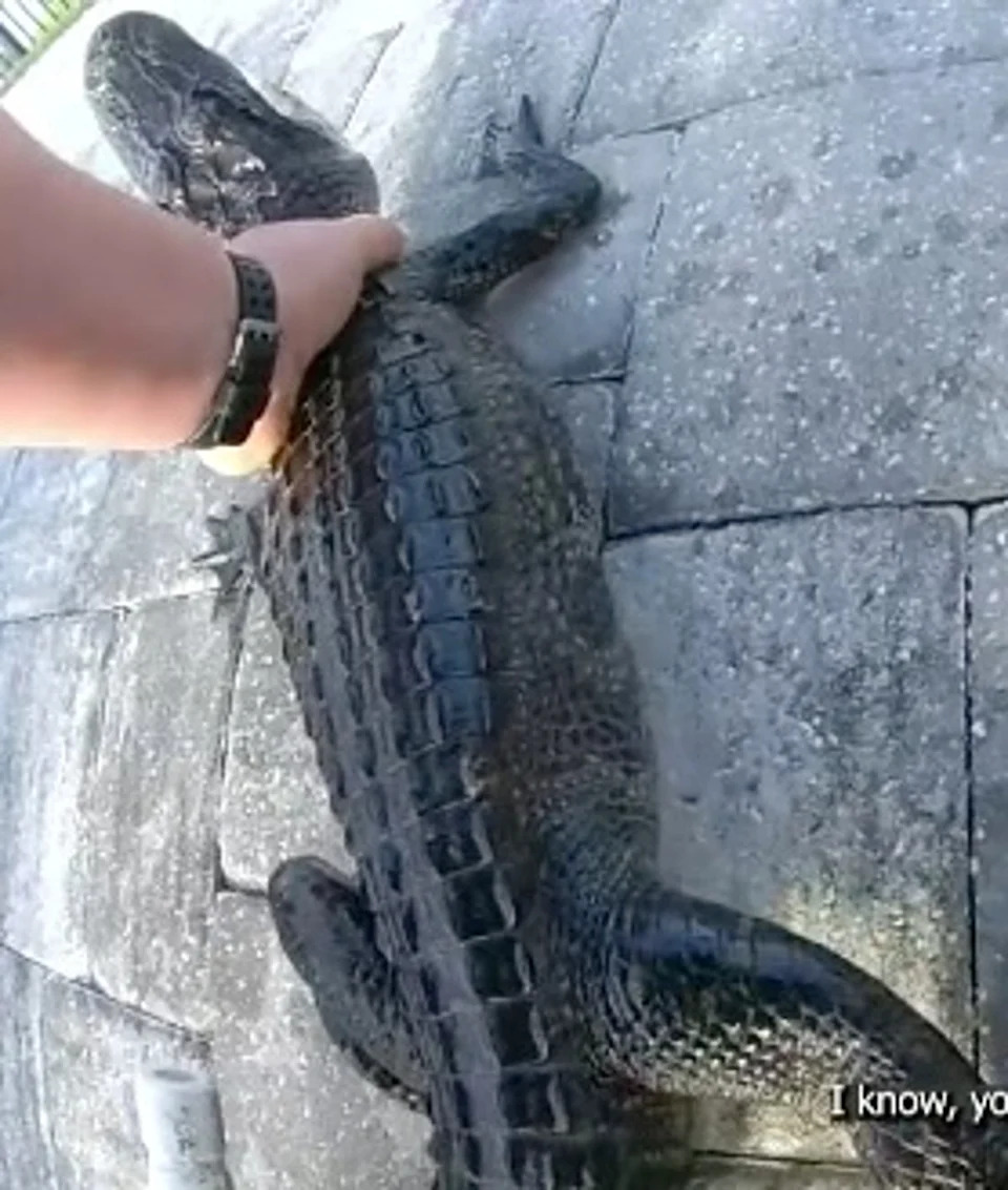 The gator managed to escape and tried to make a run for it on the deck before Richardson grabbed it again a few seconds later (St. Johns County Sheriff's Office)