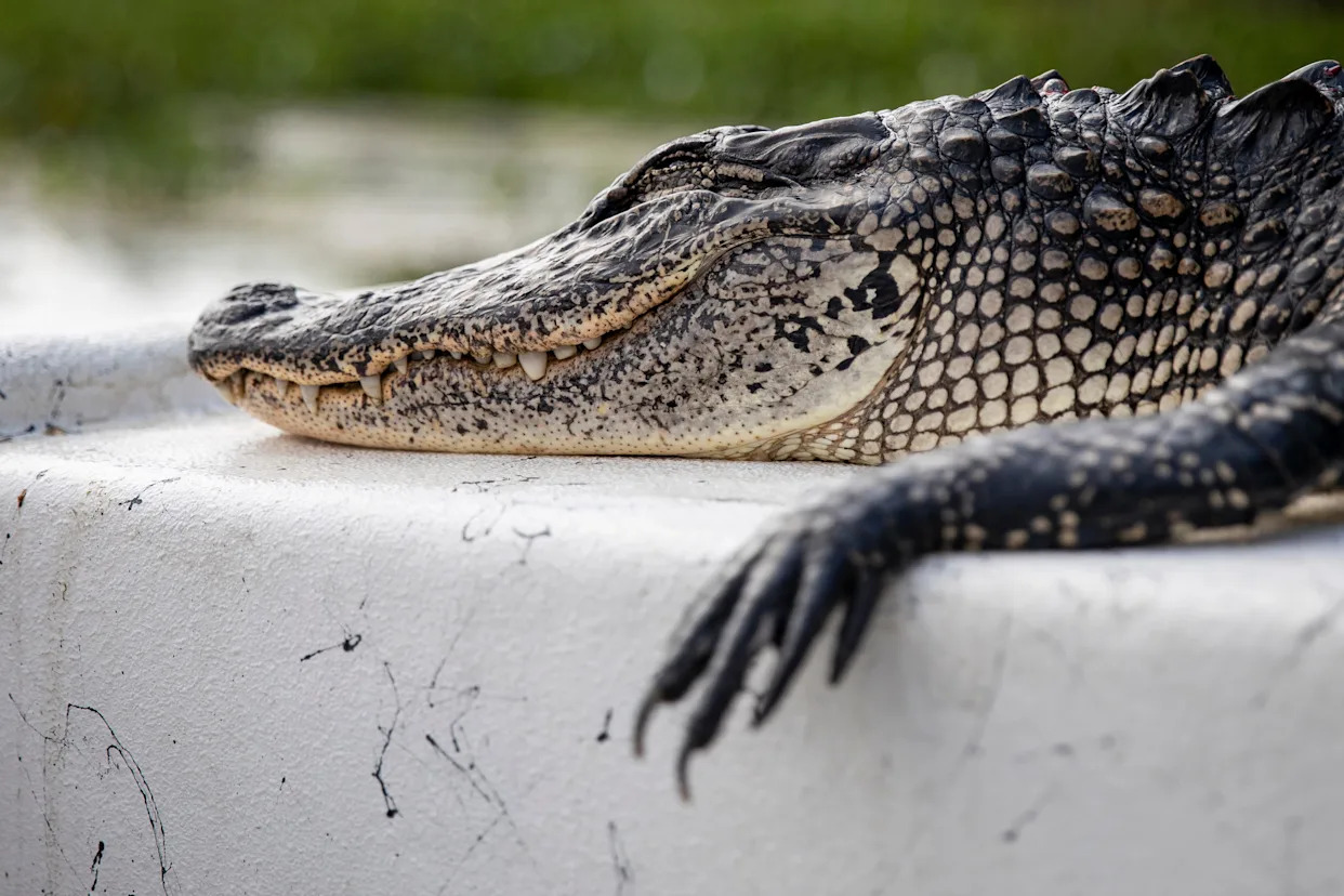 Alabama hunters stumble upon monster alligator weighing 620 pounds. Was it an Alabama record?