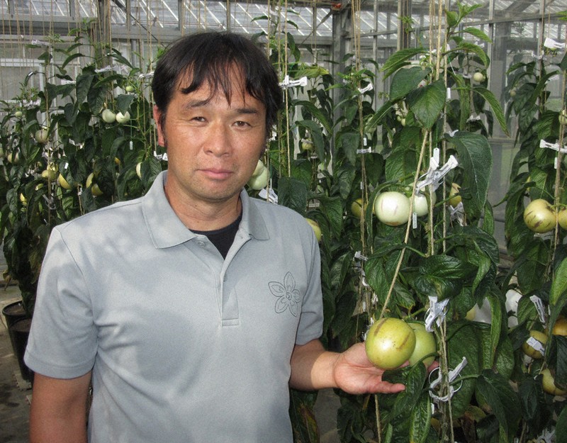 トマト似のナス科野菜、味はメロン？　ペピーノ、厚木の特産目指す