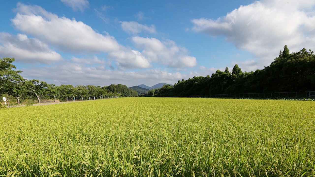 日本持續高溫乾旱　多地降雨量大減　稻米收成備受威脅