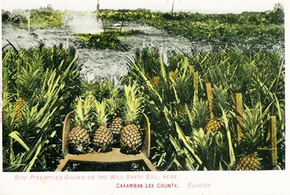 A postcard of a pineapple farm in Caxambas, a village on Marco Island from 1901.