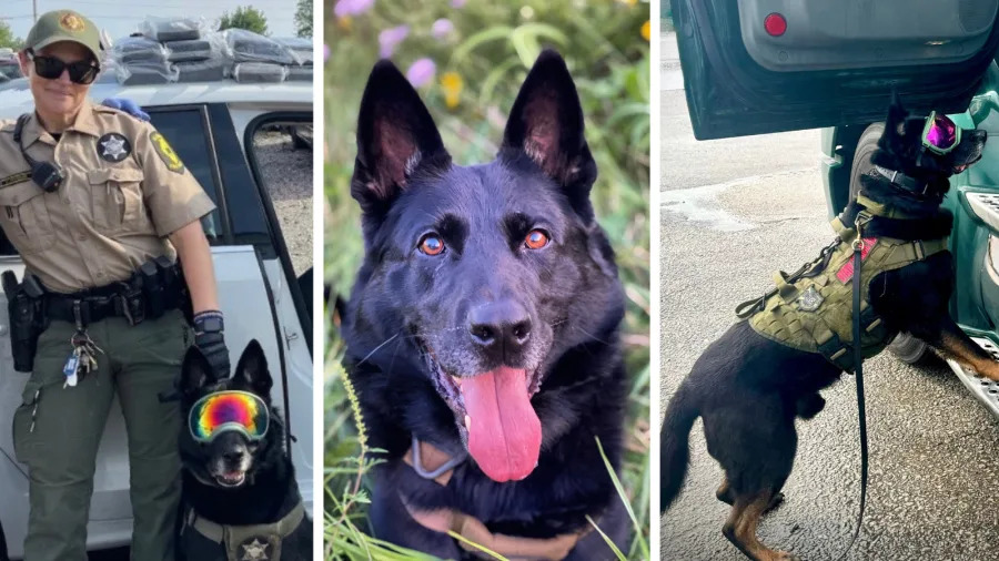 Illinois State Police announce passing of K9 Bane following distinguished career