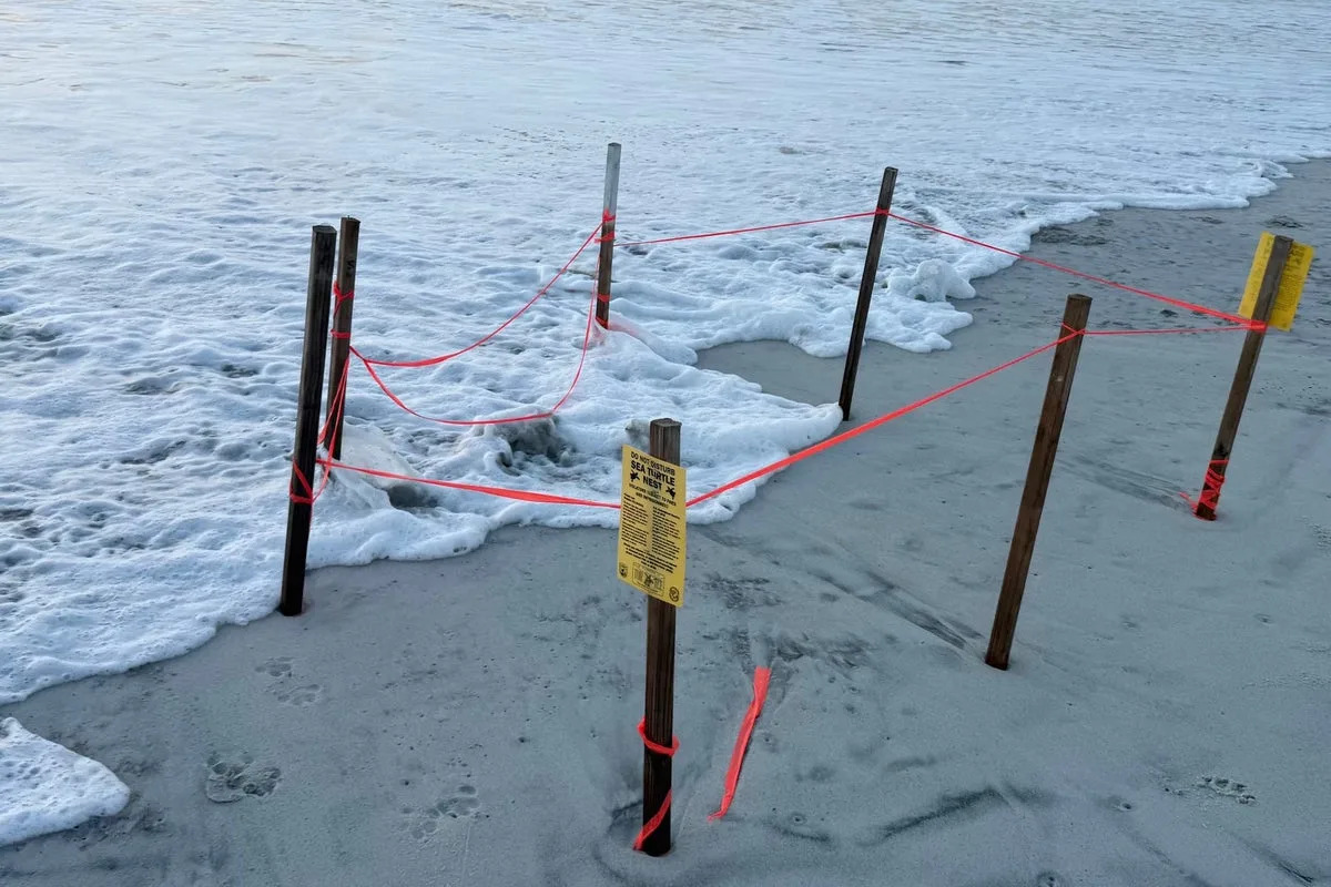 Unleashed dog kills two dozen newly born sea turtles on Florida beach