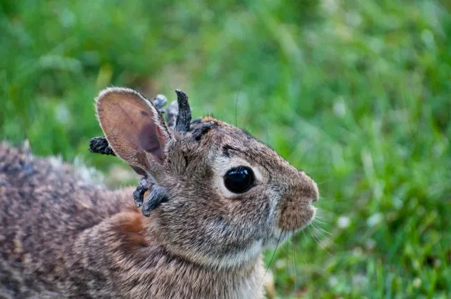 Colorado rabbits develop tentacle-like growths from virus