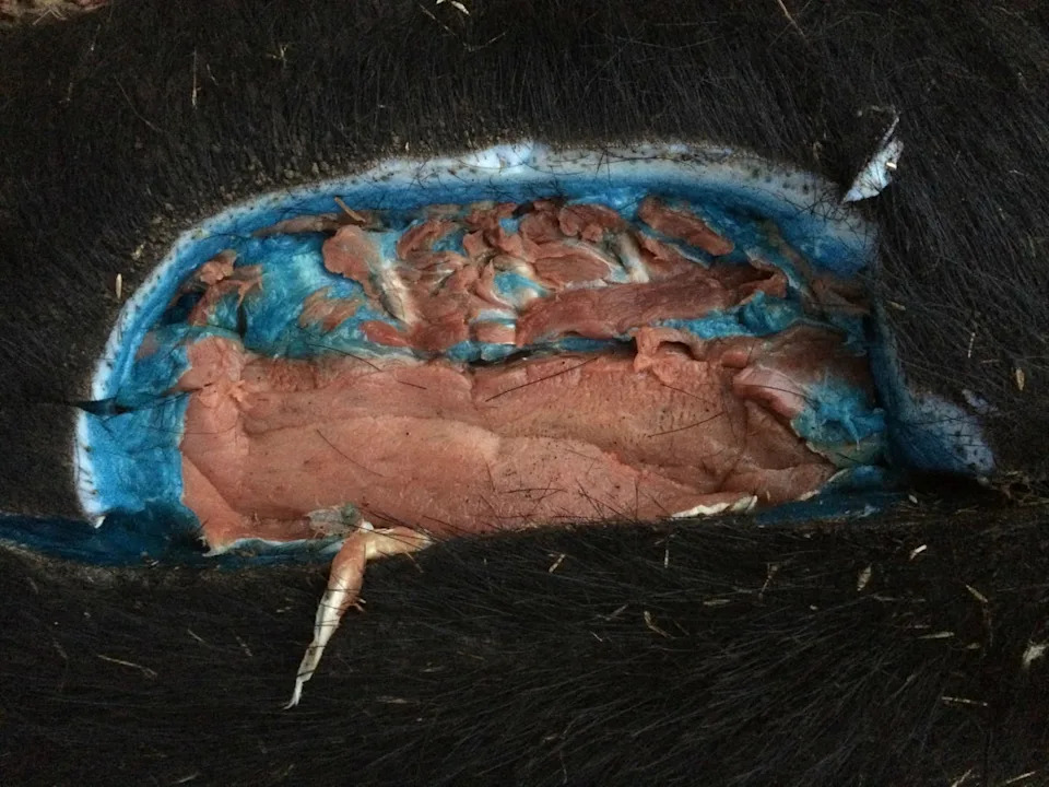 A 2018 study of anticoagulant rodenticide exposure in game animals across California found anticoagulant rodenticide residue in just over 8 percent of the wild pig tissue samples collected largely from animals that were frequenting agricultural or residential areas where rodenticides are commonly/more likely to be utilized (GlendilTEK/imgur)