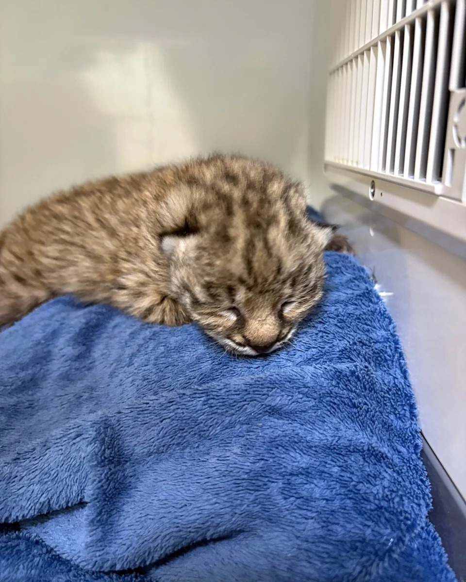 Rescued bobcat kitten | Courtesy: New Mexico Wildlife Center