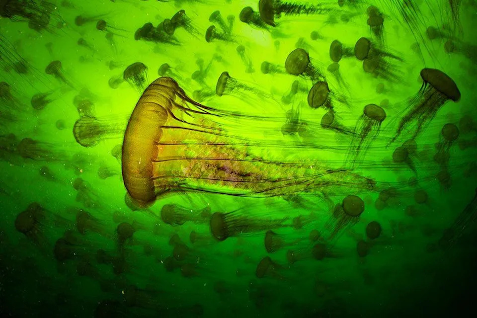 Un gran grupo de ortigas del Pacífico flota bajo el agua. Sus campanillas translúcidas brillan en tonos ámbar y sus largos tentáculos se arremolinan en el agua verde.