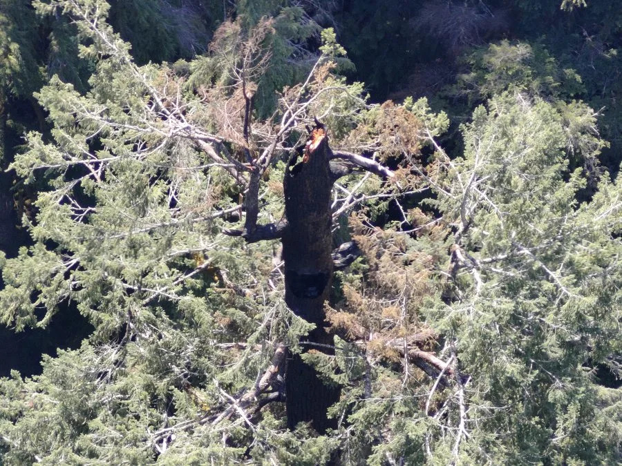 Lightning ruled out as cause of ancient Oregon tree catching fire