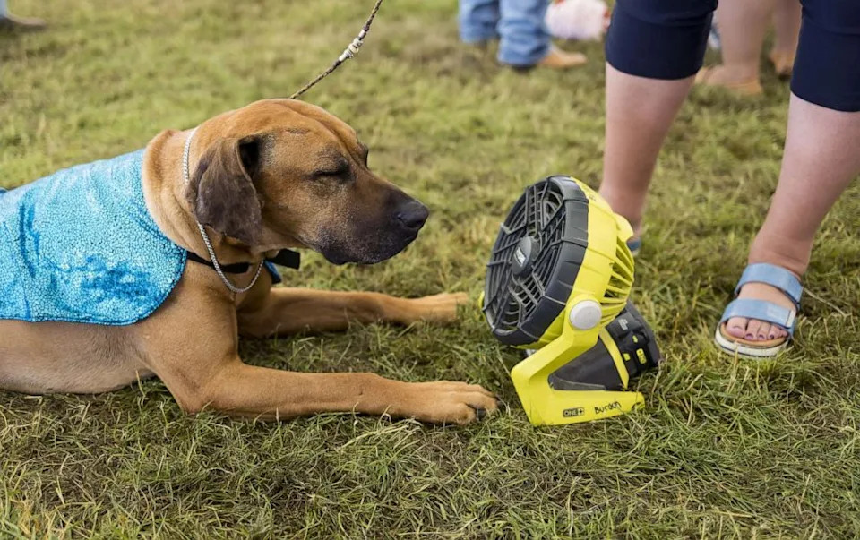 Justin Lane/EPA via Shutterstock - PHOTO: A Rhodesian Ridgeback named Aiden cools off with a fan before competeing at the 146th annual Westminster Kennel Club, in Tarrytown, N.Y., June 20, 2022.