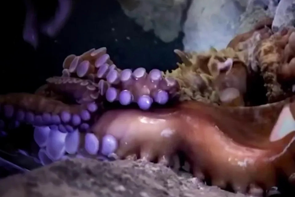 octopus wild animal aquarium (San Antonio Aquarium)