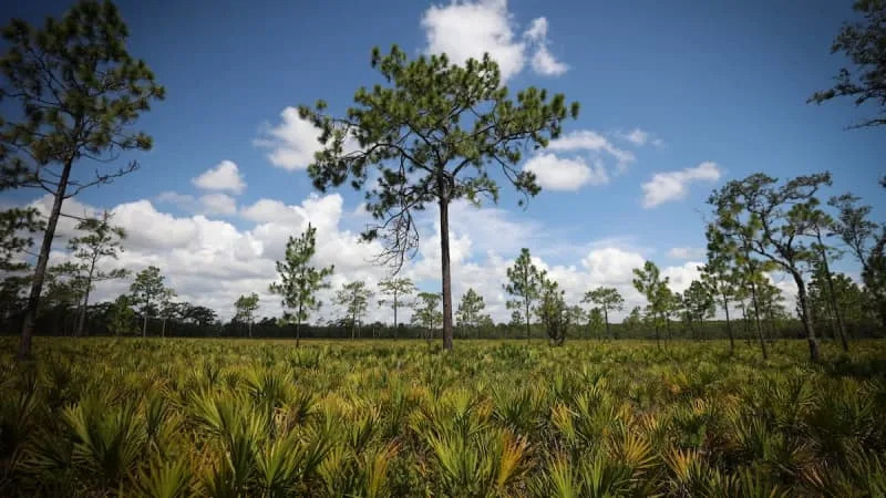 Concerns mount over Florida expressway’s impact on Disney Preserve, wildlife corridor