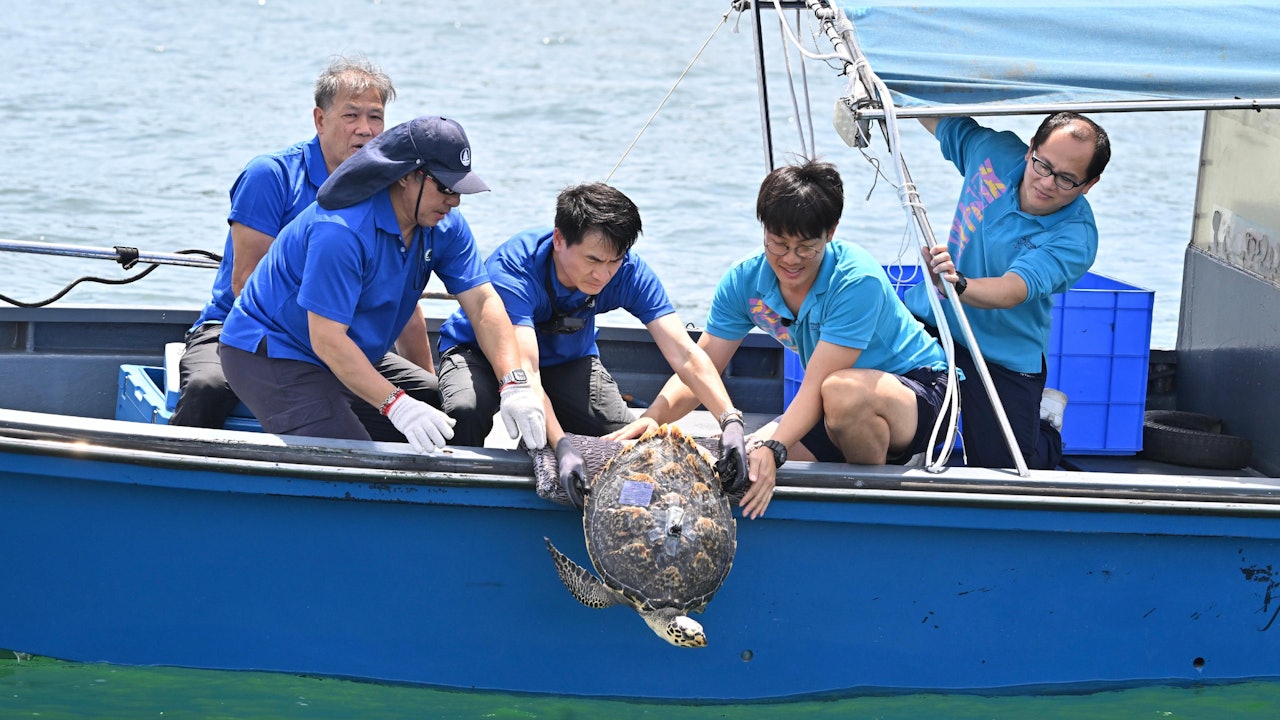 玳瑁歸海｜全球瀕危「海龜」一年前長洲擱淺獲救　漁護署放歸大海