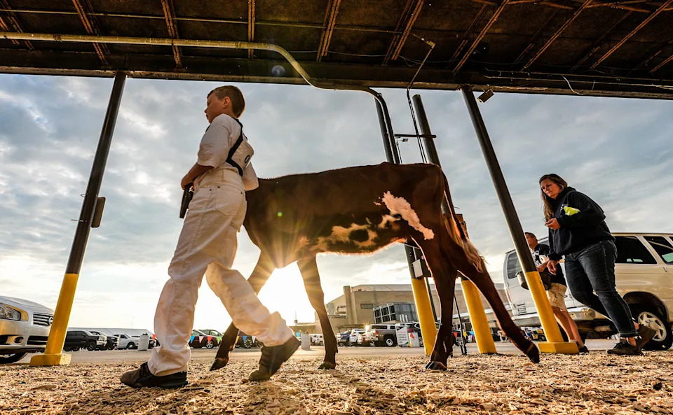 Henry Miller brings a spring calf into Broadbent Arena for the livestock show along with his mother, Amy Jo Miller. The Millers have been showing livestock at the Kentucky State Fair for four generations. August 15, 2024