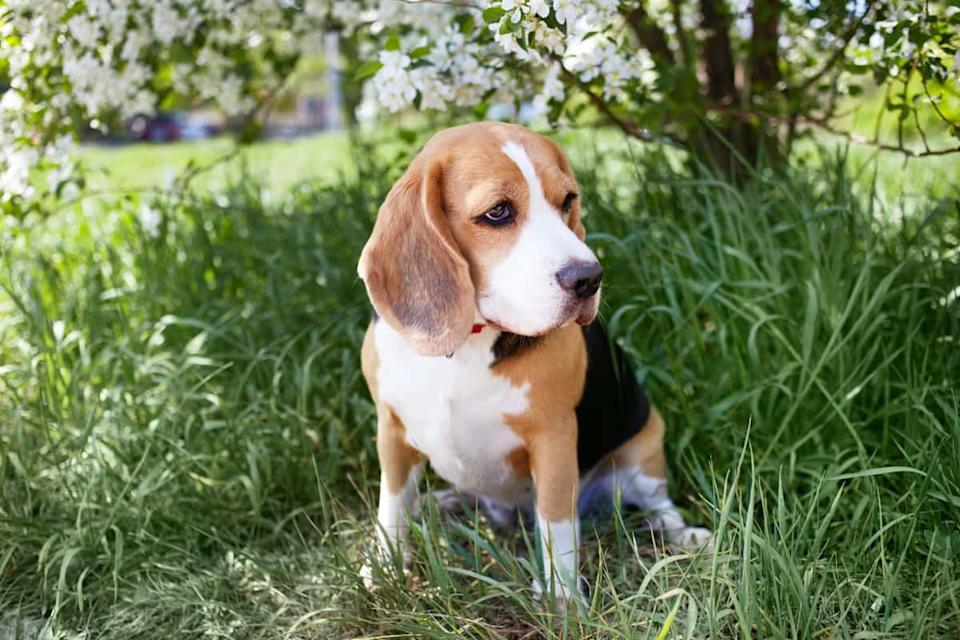 Perro recolector de trufas de la raza Beagle