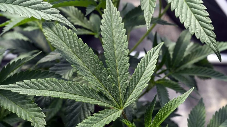 Opinion - Don’t reschedule marijuana — it’s not a safe substance
