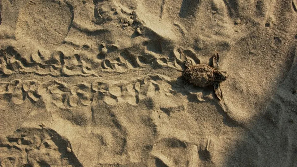 A baby loggerhead turtle leaves tracks in the sand on Little St. Simons Island as it attempts to make its way to the ocean. - Courtesy Catherine Ridley