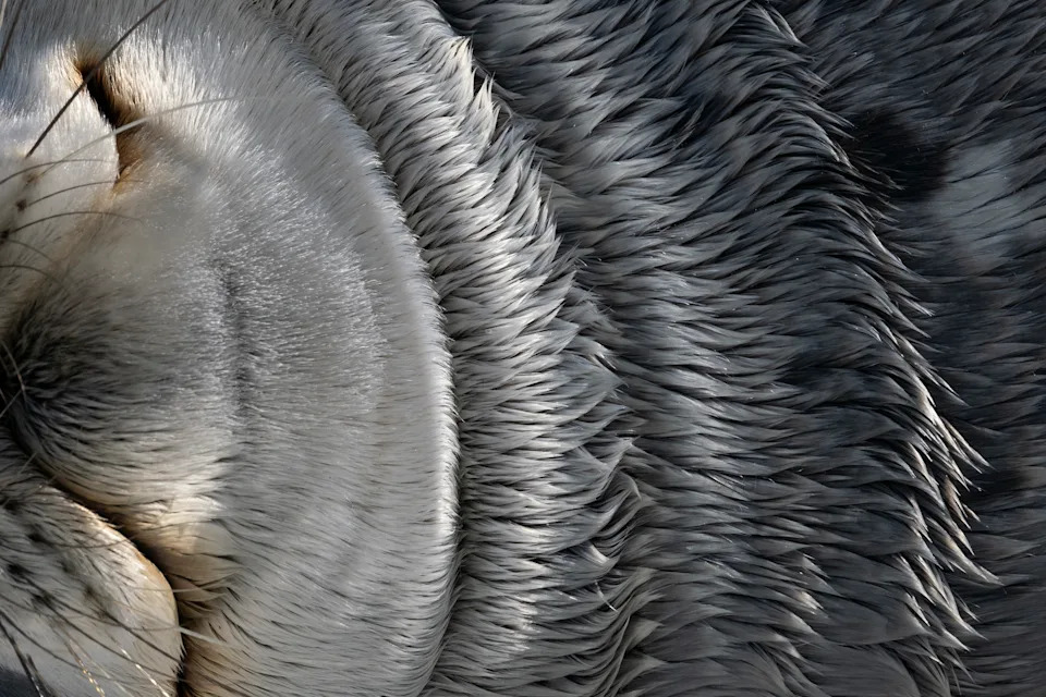 A close view of the fur of a seal's chin and chest