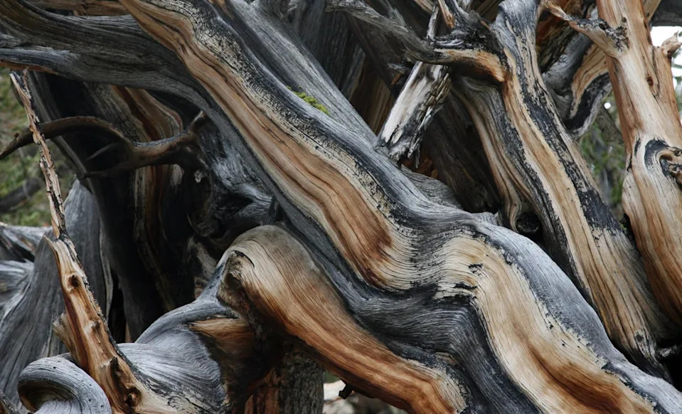 The Great Basin bristlecone can stay alive even if 95 percent of its body has died (AFP/Getty)