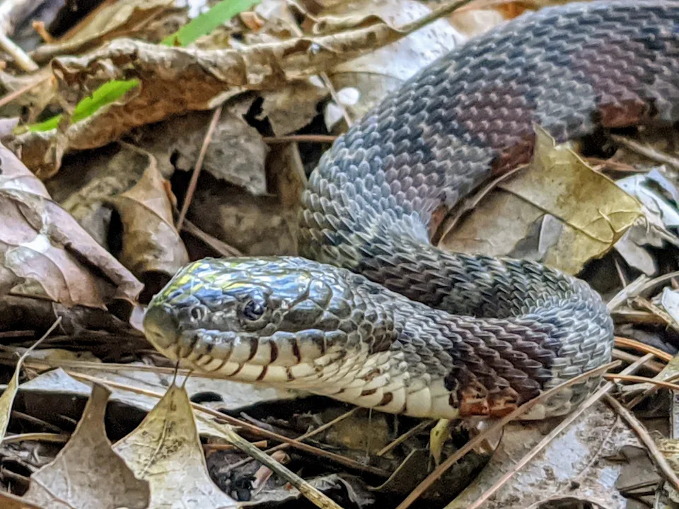 These 7 lakes are known for being 'most snake-infested' in Kansas