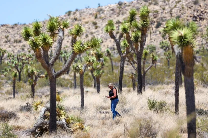 California approves an unprecedented plan to protect Joshua trees from climate change threats