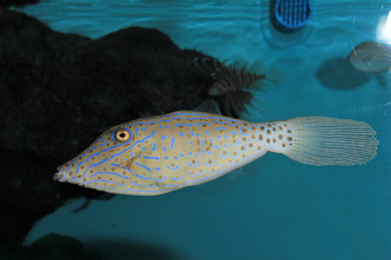碧南海浜水族館で展示されているソウシハギ。ひょっとしたら、チンゲンサイに食いつくかもしれない＝同館提供