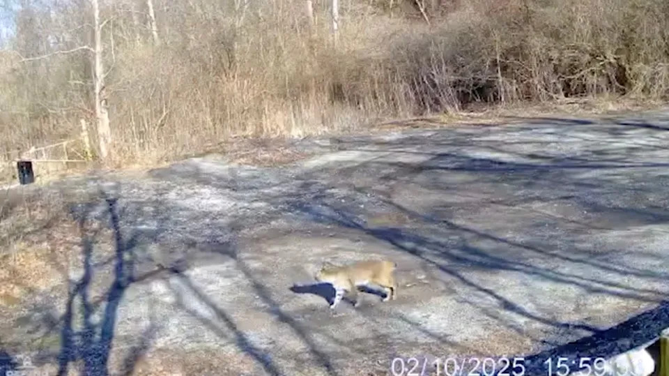 Bobcat makes rare sighting at Richardson Forest Preserve in Cincinnati.