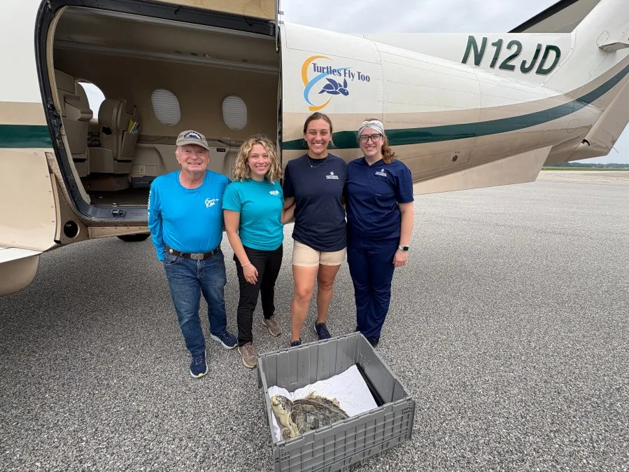 Staff at SEA LIFE Kansas City preparing a Kemp's ridley sea turtle to travel 1,000 miles from Baltimore to the KC metro.