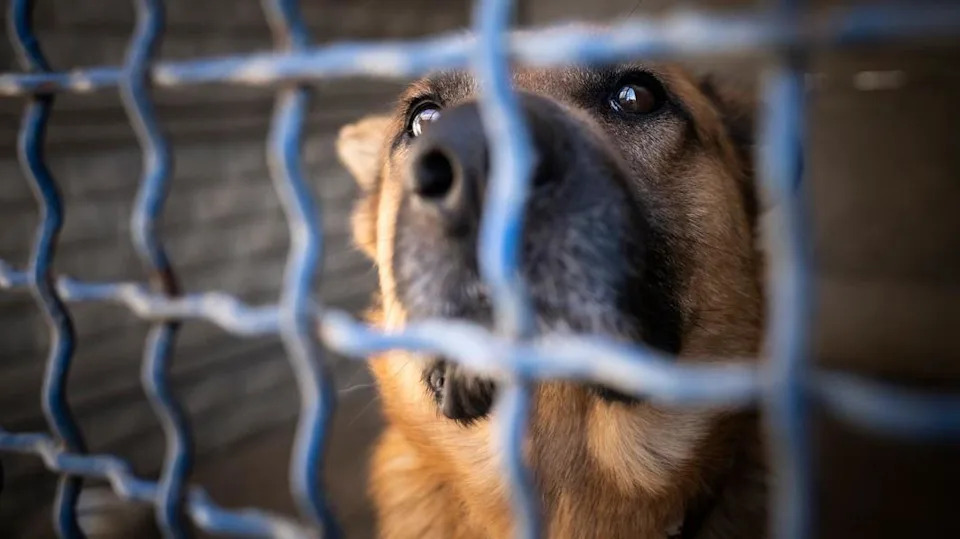 A dog with a brown coat and a dark brown nose and big brown eyes looks out from behind crossed bars