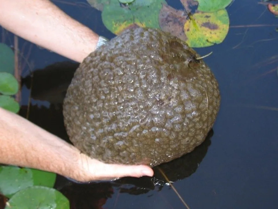 Giant ‘mutant blobs’ found floating through US waterways. Officials have now worked out what they are