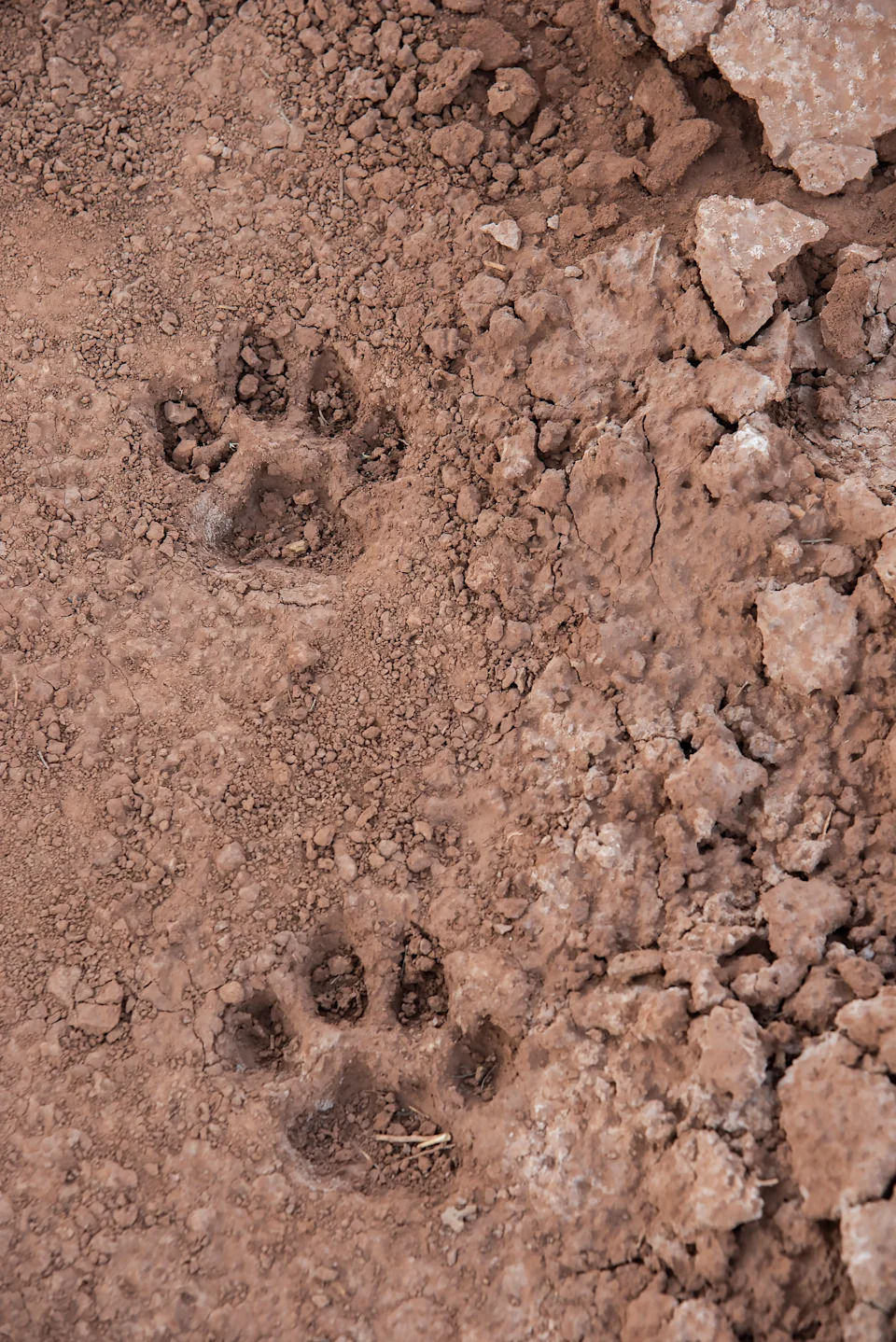 Animal paw prints in dry, cracked earth, suggesting recent activity in a natural environment