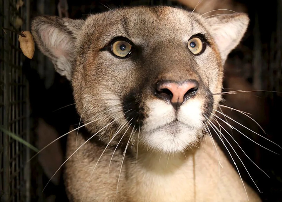 Mountain lion attacks are rare but a cougar killed man in Northern California in 2024 (AP)