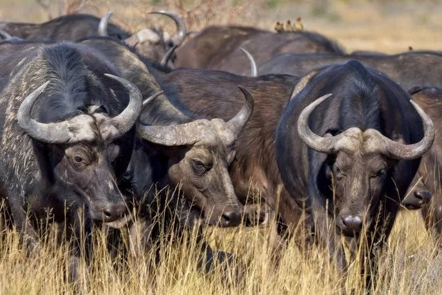 Photo by James Keith/Getty Stock image of buffaloes