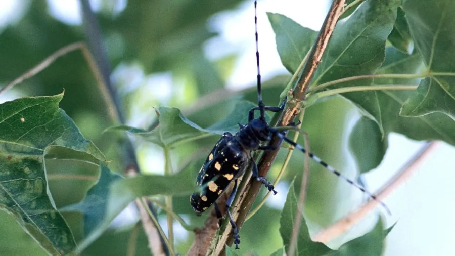 An adult Asian longhorned beetle feeds on the bark of a tree. (Photo by Michael Smith.)