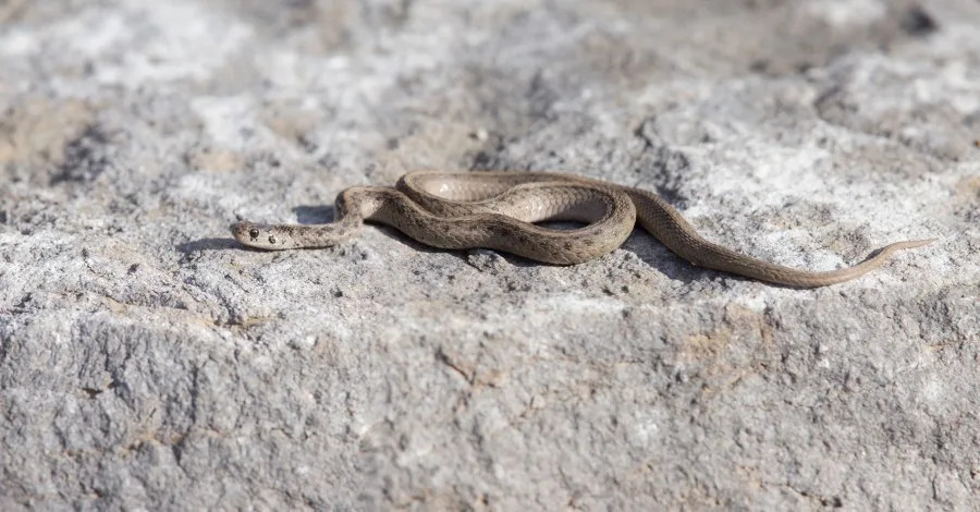 Brown Snake (Storeria dekayi) in alert. (mirceax | Getty Images)