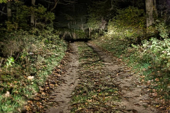 A narrow dirt path through a forest at night, surrounded by trees and leaves, with headlights illuminating the scene