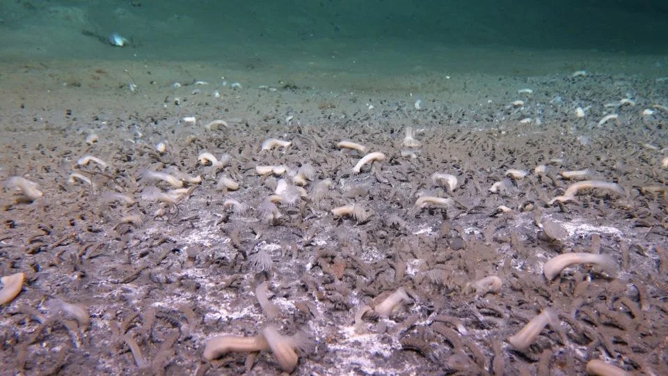 Scientists say they cruised the ocean in a deep-sea submersible and came across an undiscovered ecosystem