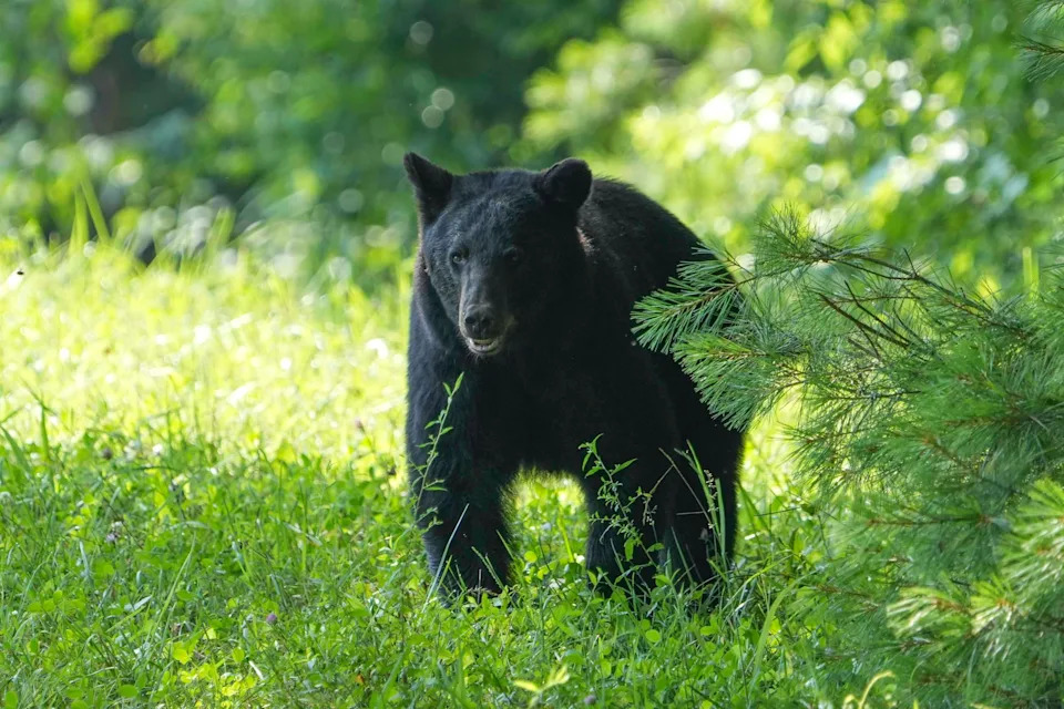 Young black bear shot to death by Tennessee homeowner after entering house