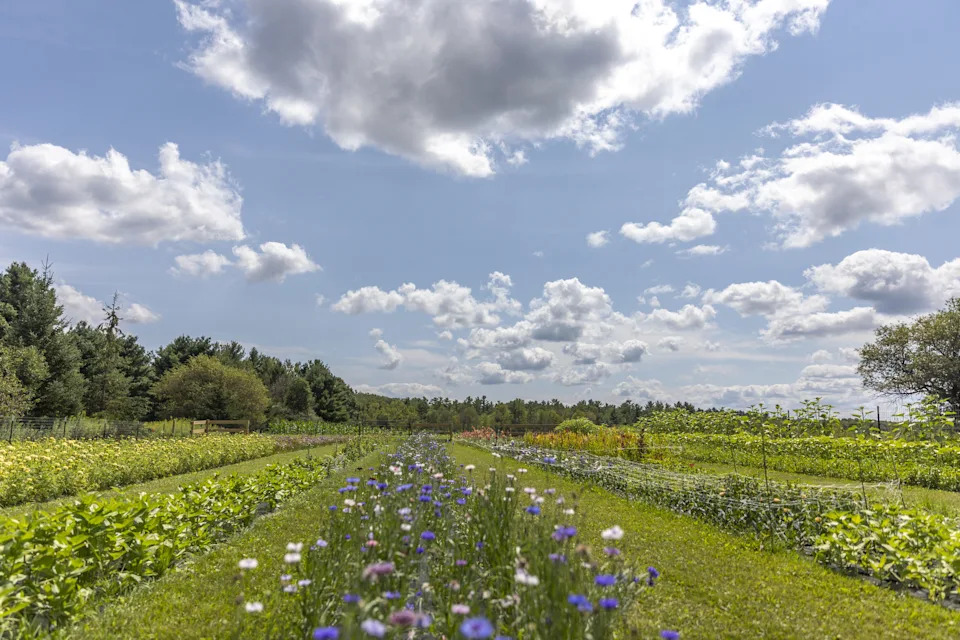 Early Girl Flower Farm opened mid-July 2024 at 3811 Vans Road in Seneca, Wisconsin.