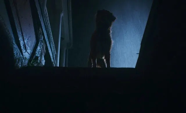 Courtesy of Independent Film Company and Shudder Indy in 'Good Boy'