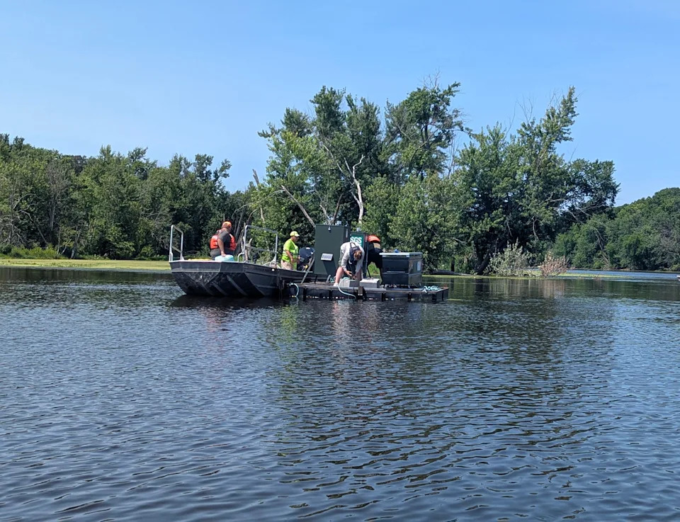 Scientists try new way to limit invasive carp in Mississippi River: feeding them