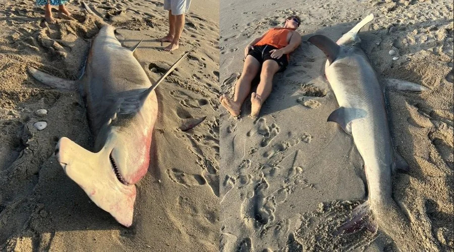 Massive shark washes ashore on island at North Carolina coast