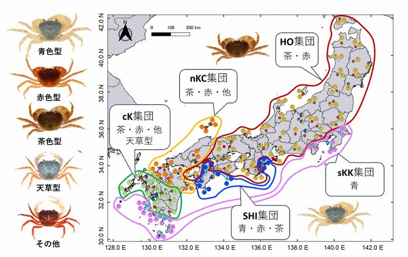 サワガニの体色タイプと遺伝解析に基づく地理的分布の概念図＝摂南大の国島大河講師提供