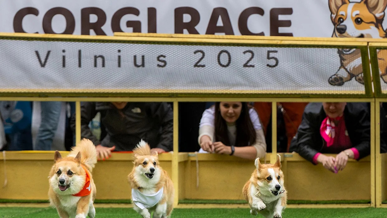 Thousands attend corgi competition featuring 120 teams from across Europe: 'He's really proud'