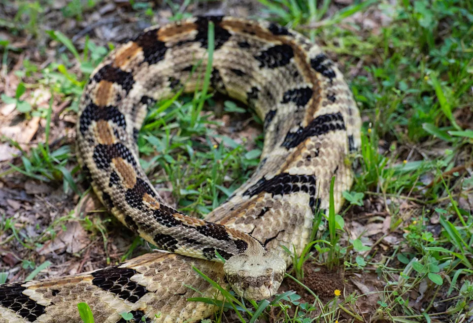 Tenn. hiker dies from snake bite, and Ohio has the same species. Meet Ohio's venomous snakes