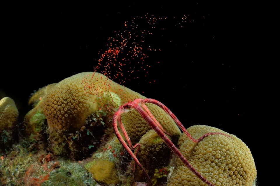 A sea star releases hundreds of small eggs.