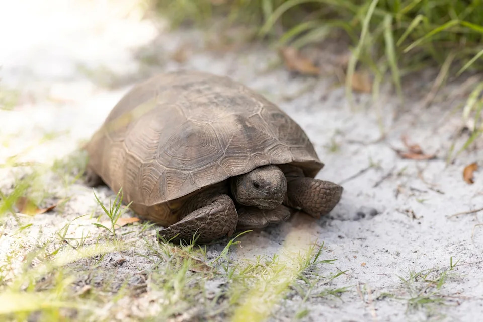 Who's that critter? Florida's native gopher tortoises are on the move in summer