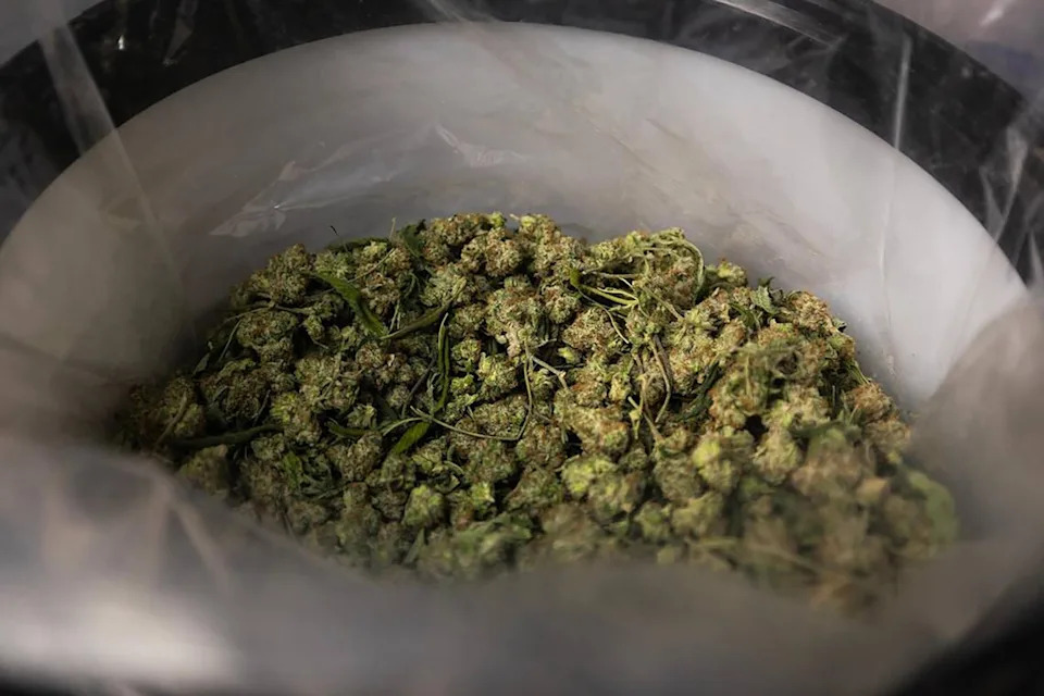 Amanda McCoy/Fort Worth Star-Telegram/Tribune News Service via Getty Images - PHOTO: Harvested marijuana at Goodblend in Austin, Texas, May 1, 2025.