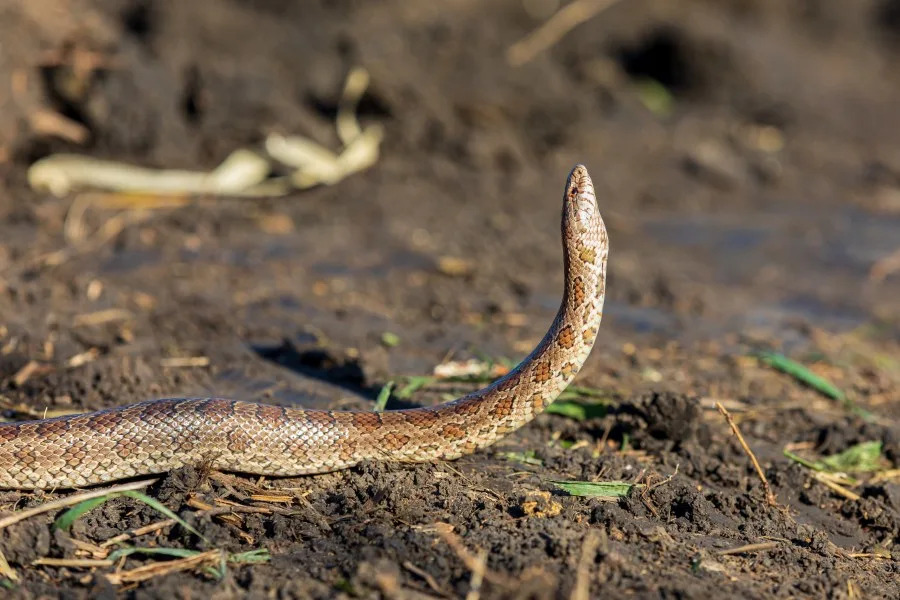 Close-up of a prairie king snake in a field. (JJ Gouin | Getty Images)