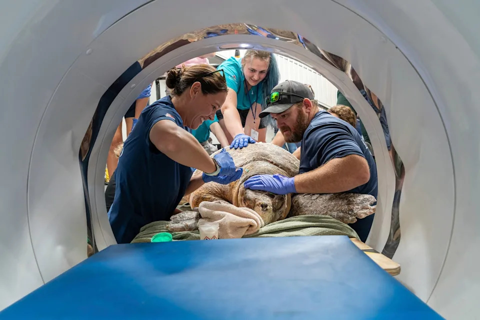A veterinary team scans the sea turtle named Pennywise at a veterinary center in Wellington, Florida, on May 21 (Marisa Marulli via AP)