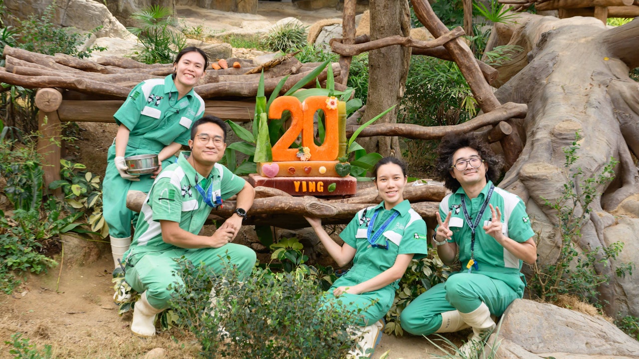 大熊貓｜盈盈樂樂20歲生日獲贈冰蛋糕　入場者可在生日卡簽名祝福